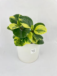 Variegated Peperomia Obtusifolia - Bumble Plants