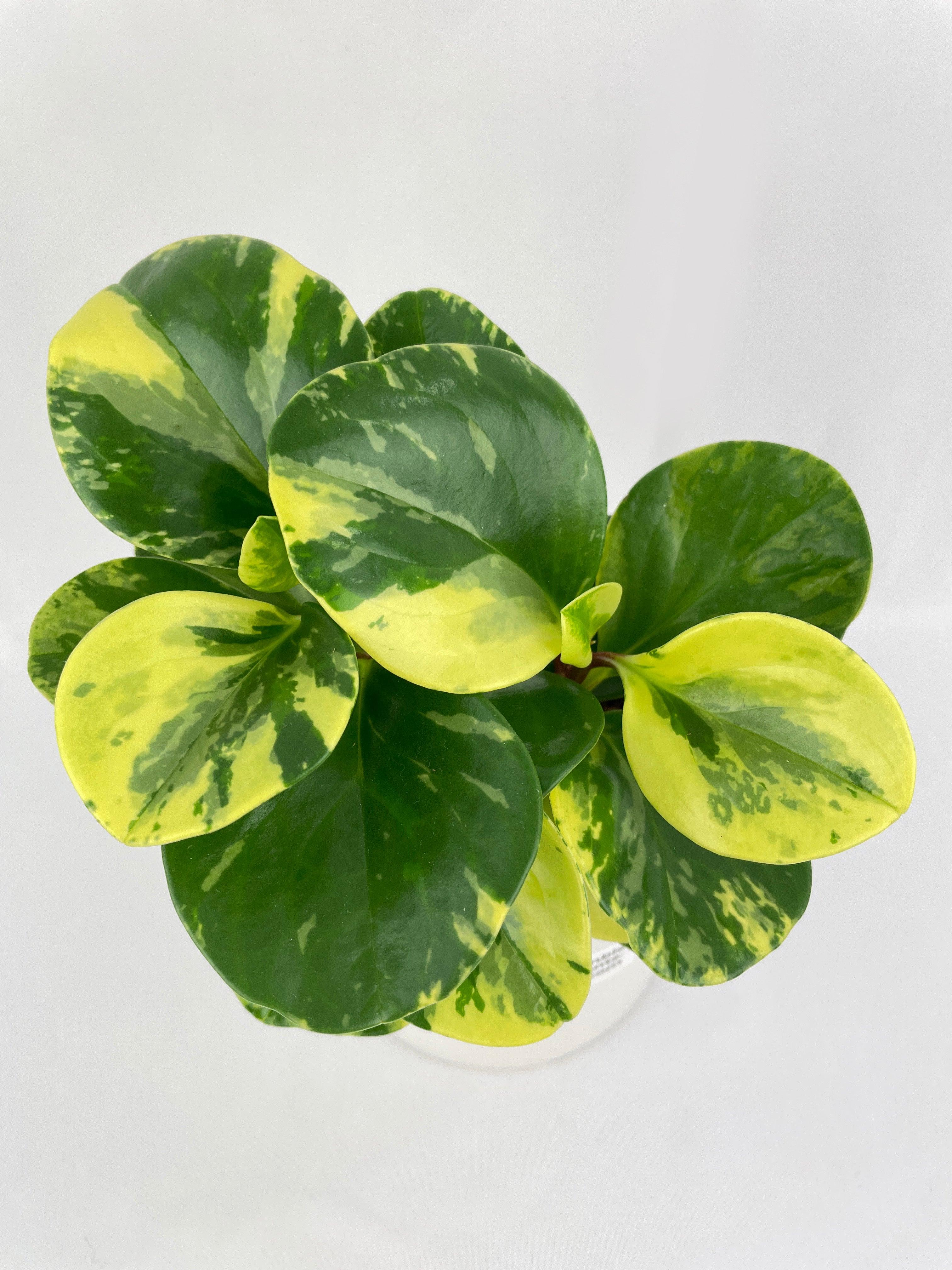 Variegated Peperomia Obtusifolia - Bumble Plants