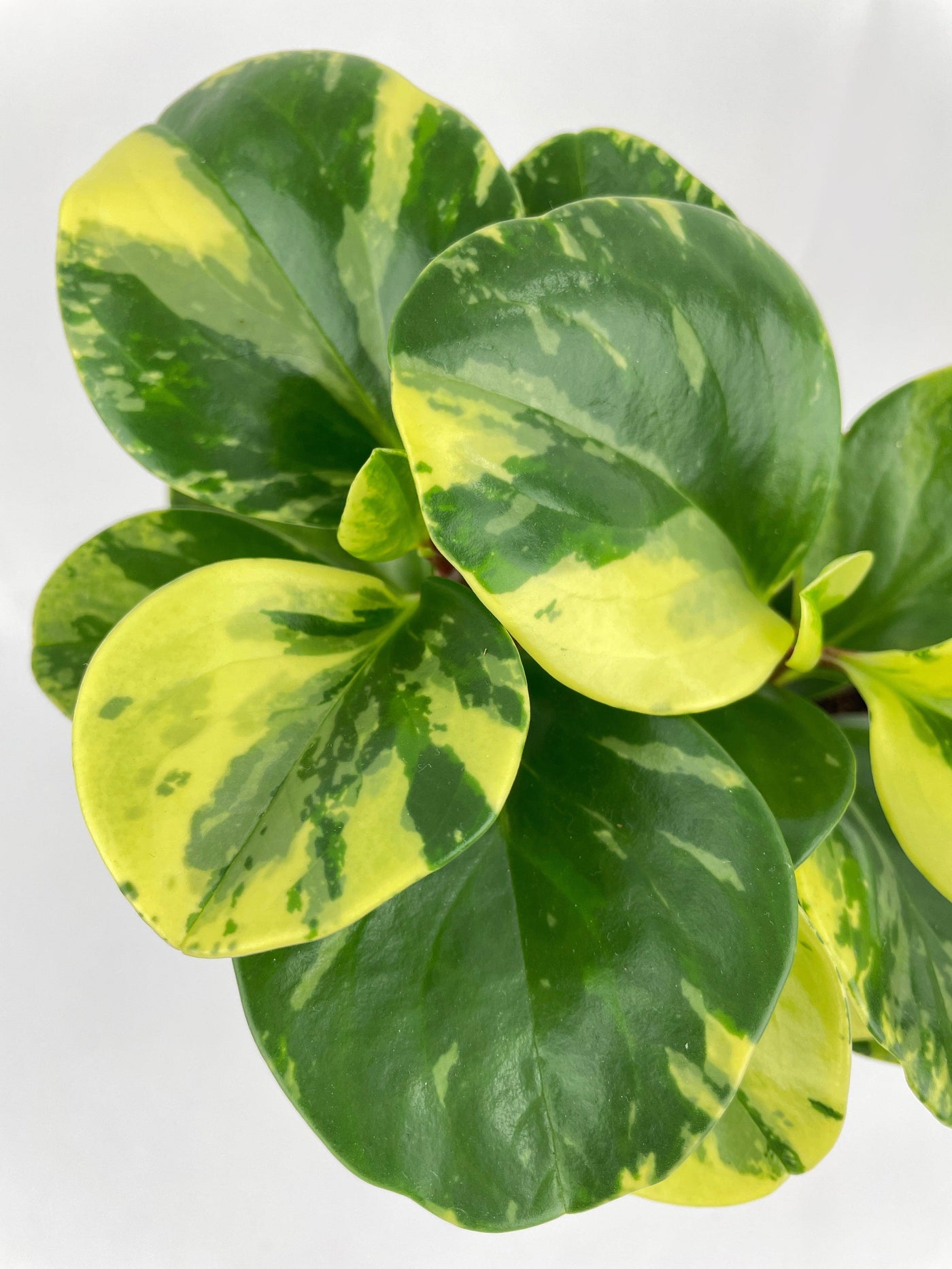 Variegated Peperomia Obtusifolia - Bumble Plants