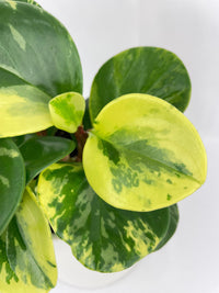 Variegated Peperomia Obtusifolia - Bumble Plants