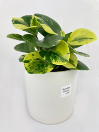 Variegated Peperomia Obtusifolia - Bumble Plants