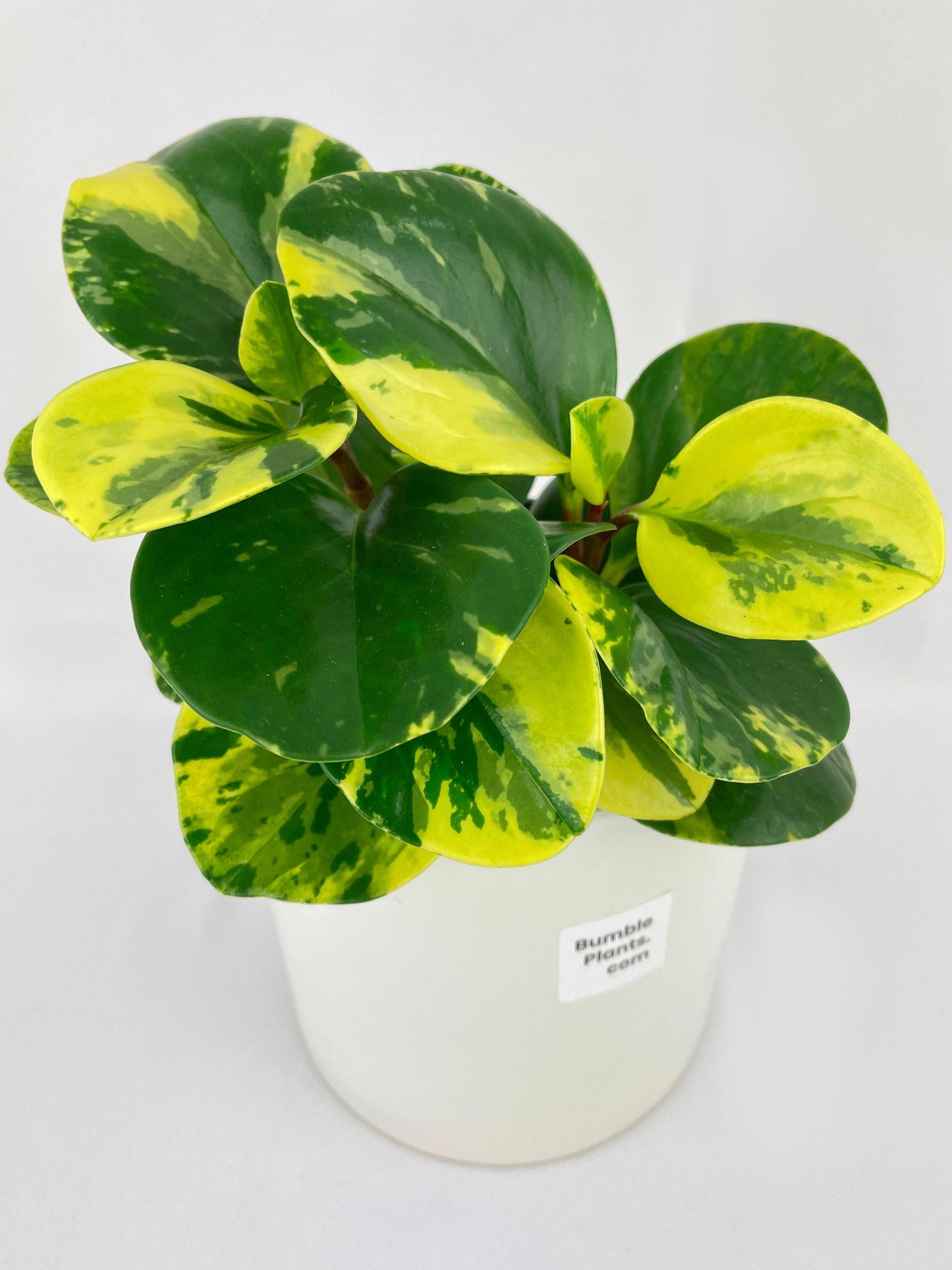 Variegated Peperomia Obtusifolia - Bumble Plants