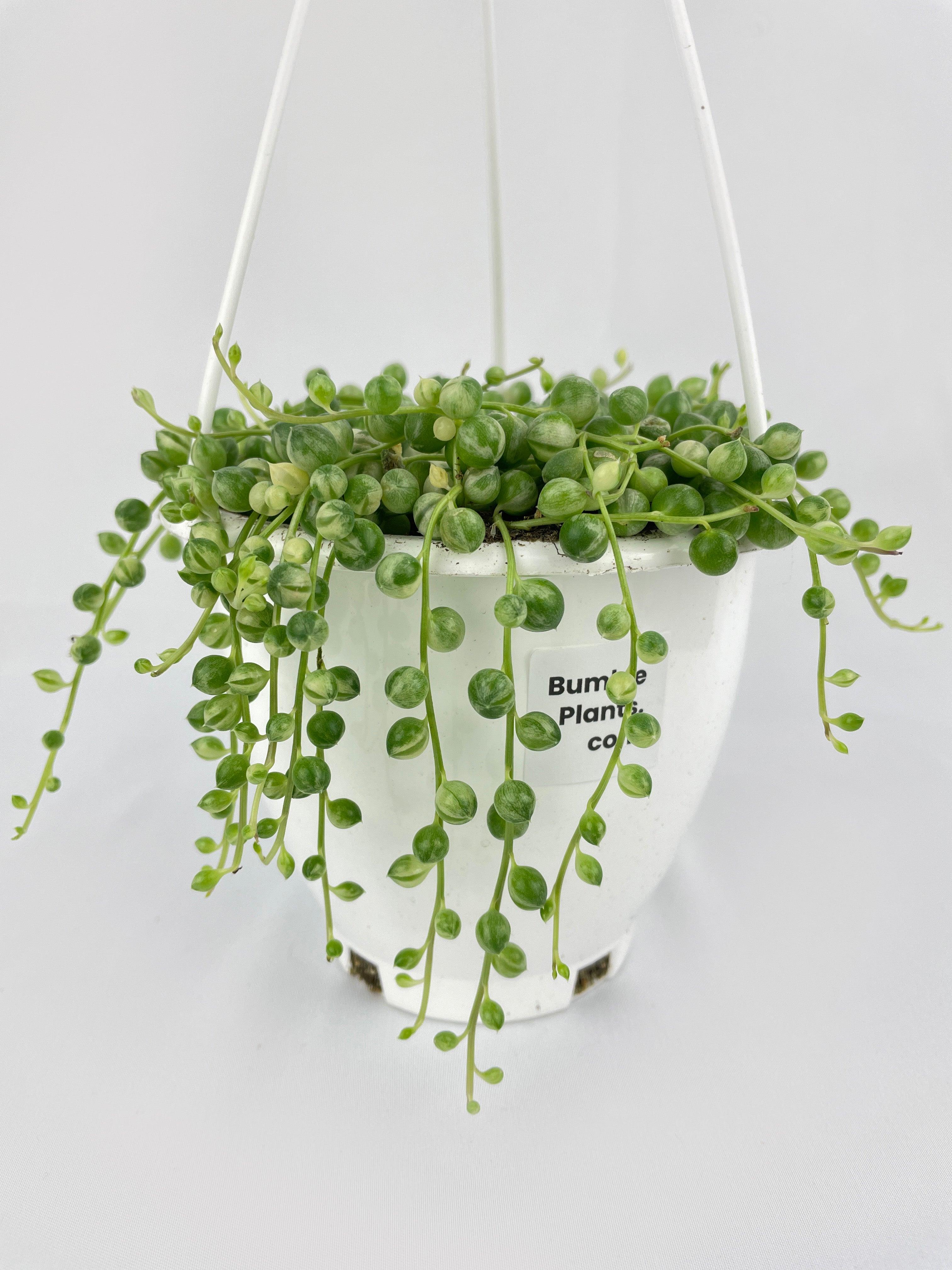 Variegated String of Pearls - Bumble Plants