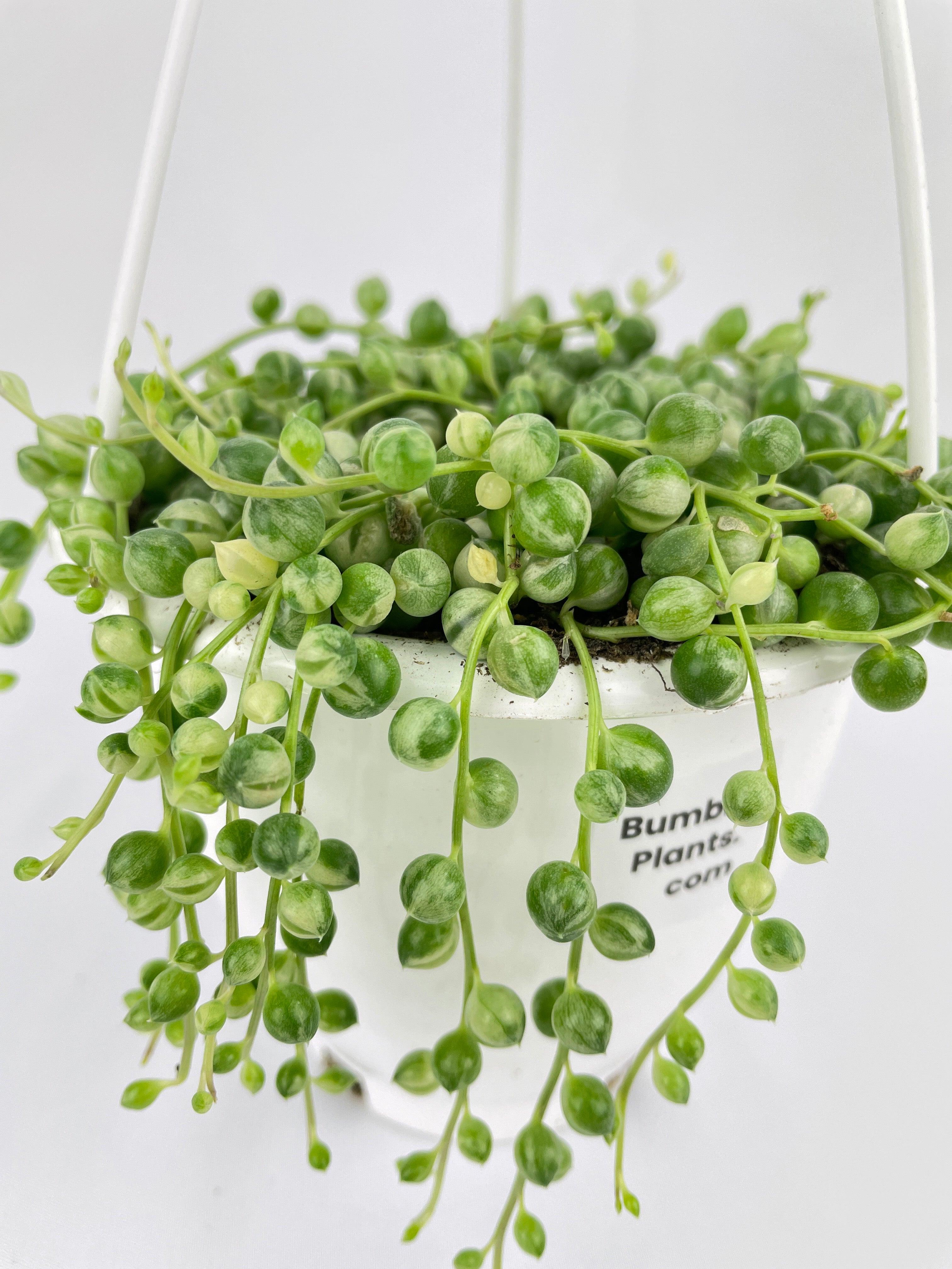 Variegated String of Pearls - Bumble Plants