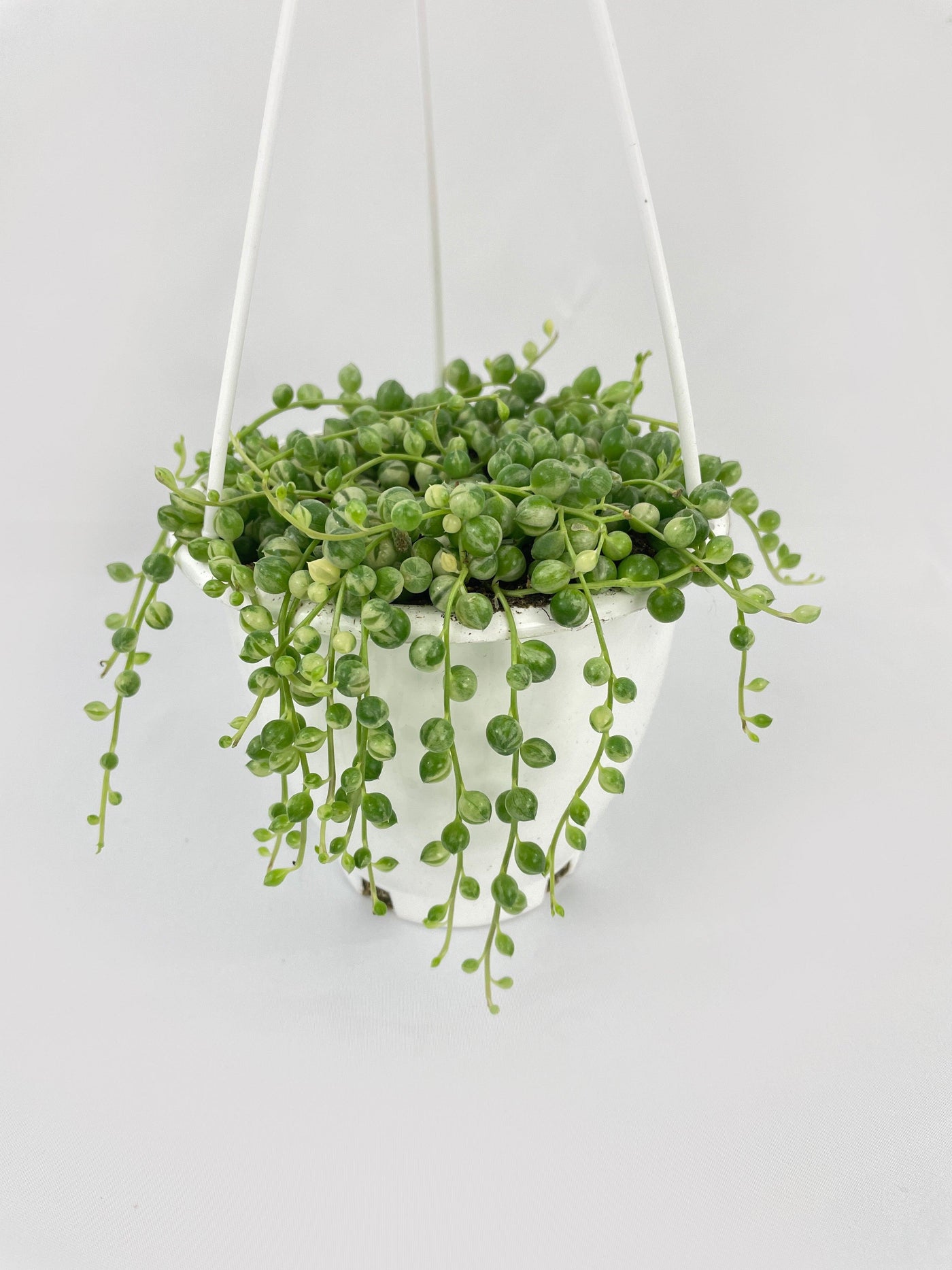 Variegated String of Pearls - Bumble Plants