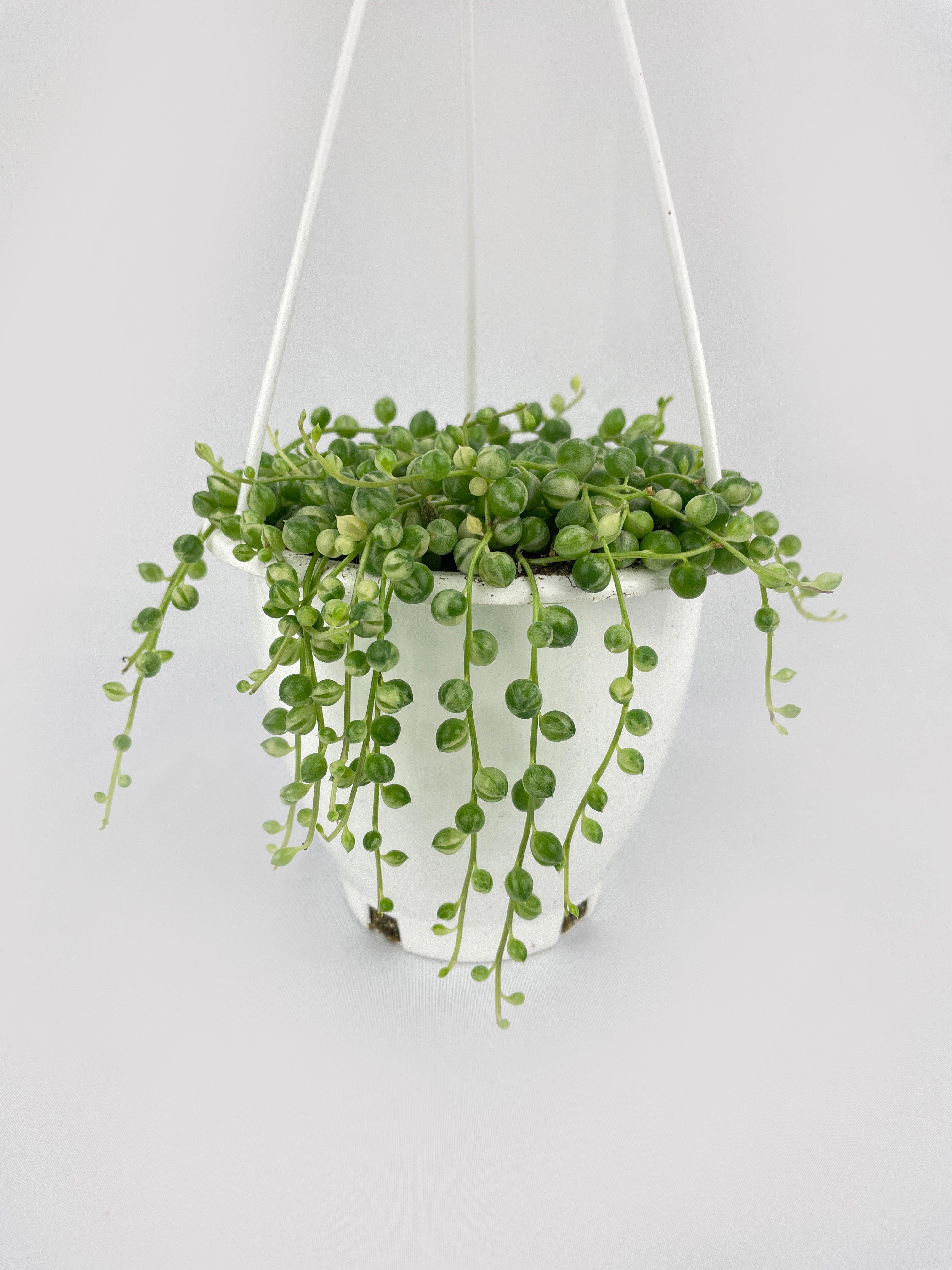 Variegated String of Pearls - Bumble Plants