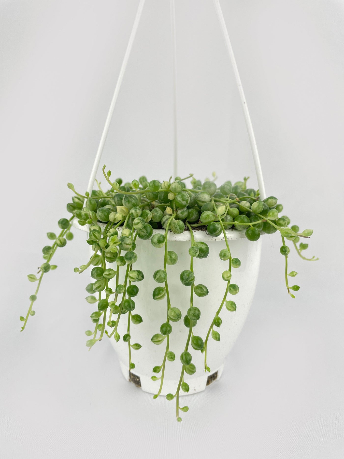 Variegated String of Pearls - Bumble Plants