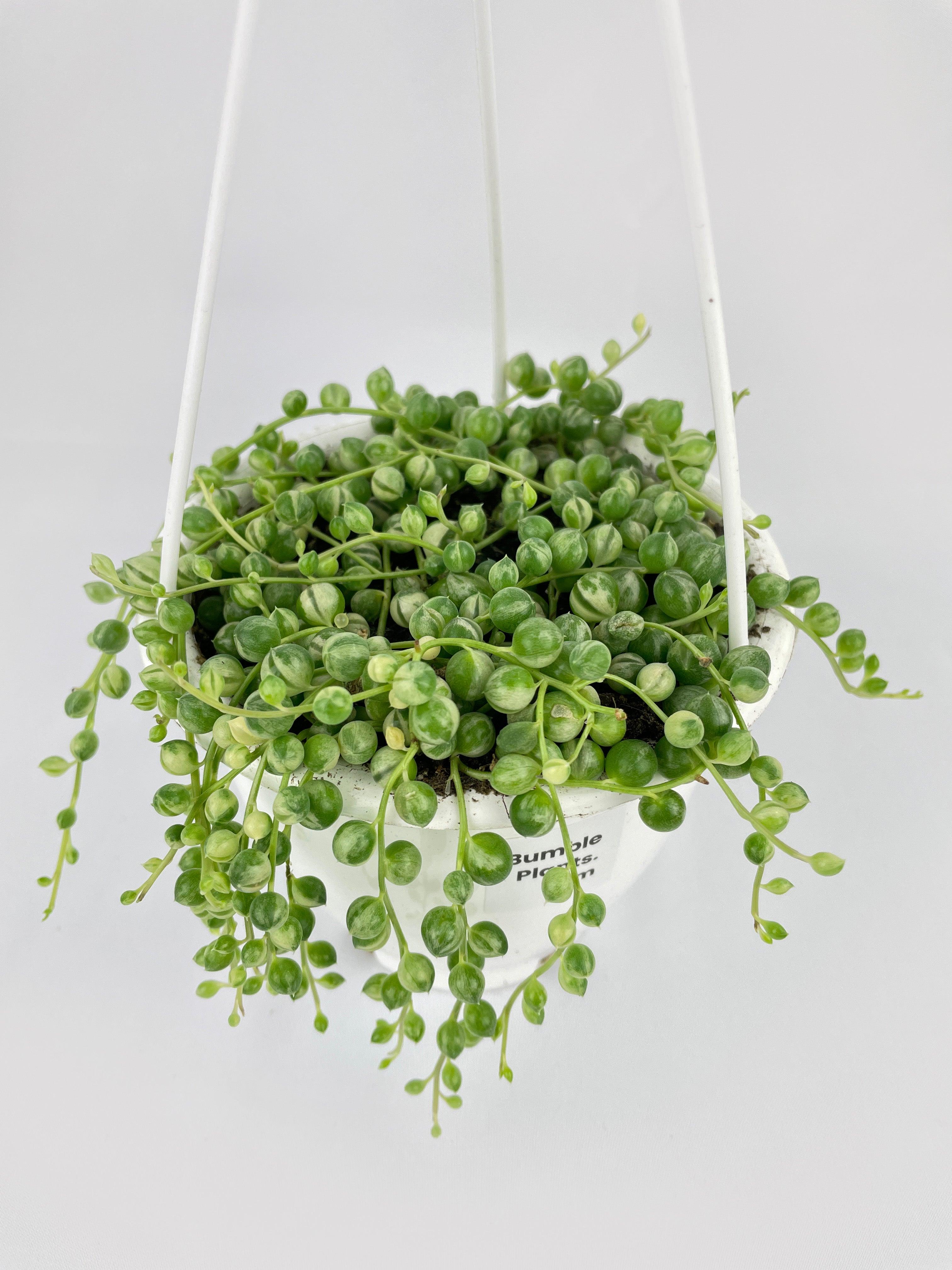 Variegated String of Pearls - Bumble Plants