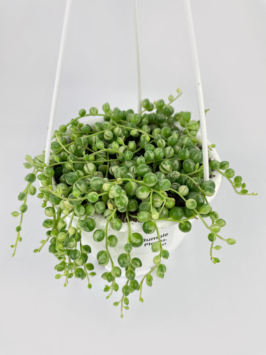 Variegated String of Pearls – Bumble Plants