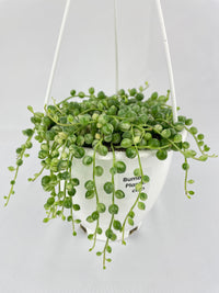 Variegated String of Pearls - Bumble Plants