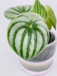 Watermelon Peperomia Argyreia - Bumble Plants