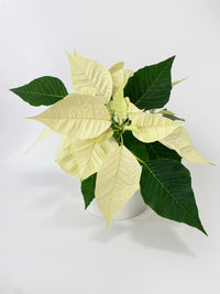 Poinsettia Christmas Plant - Bumble Plants