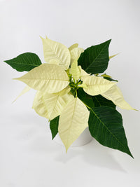 Poinsettia Christmas Plant - Bumble Plants