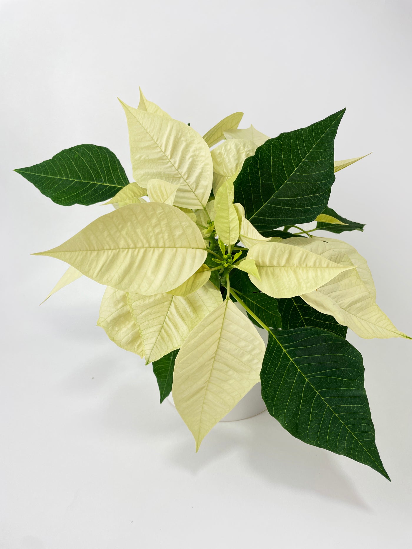 Poinsettia Christmas Plant - Bumble Plants