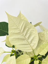 Poinsettia Christmas Plant - Bumble Plants