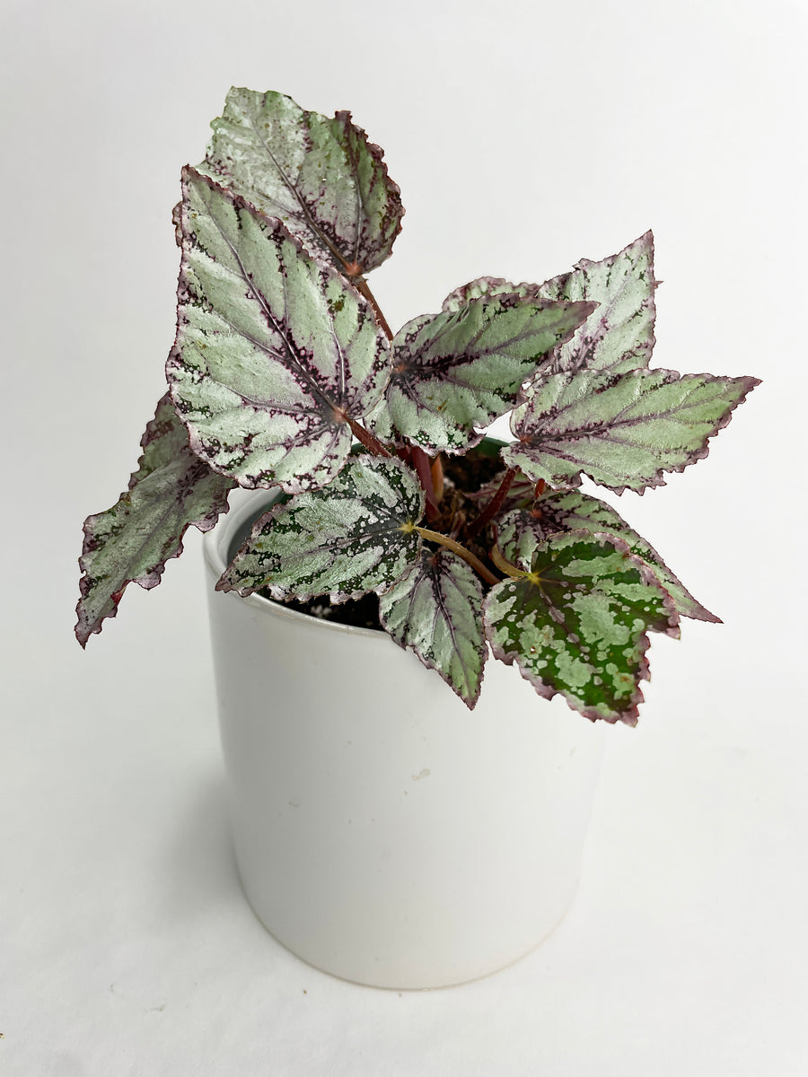 Begonia 'Ice Pop' Ideal Blue Silver - Bumble Plants