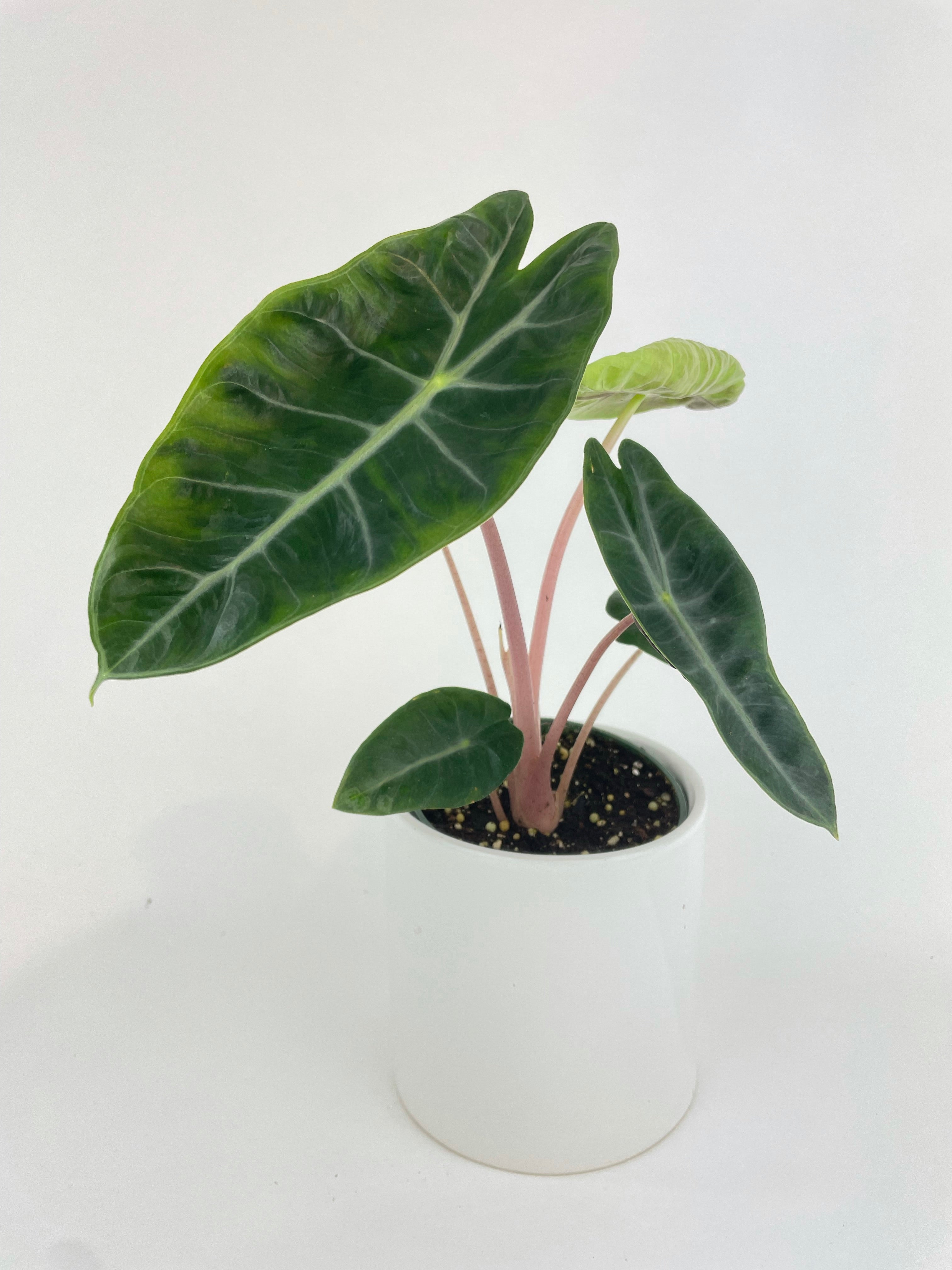 Alocasia Pink Dragon - Bumble Plants