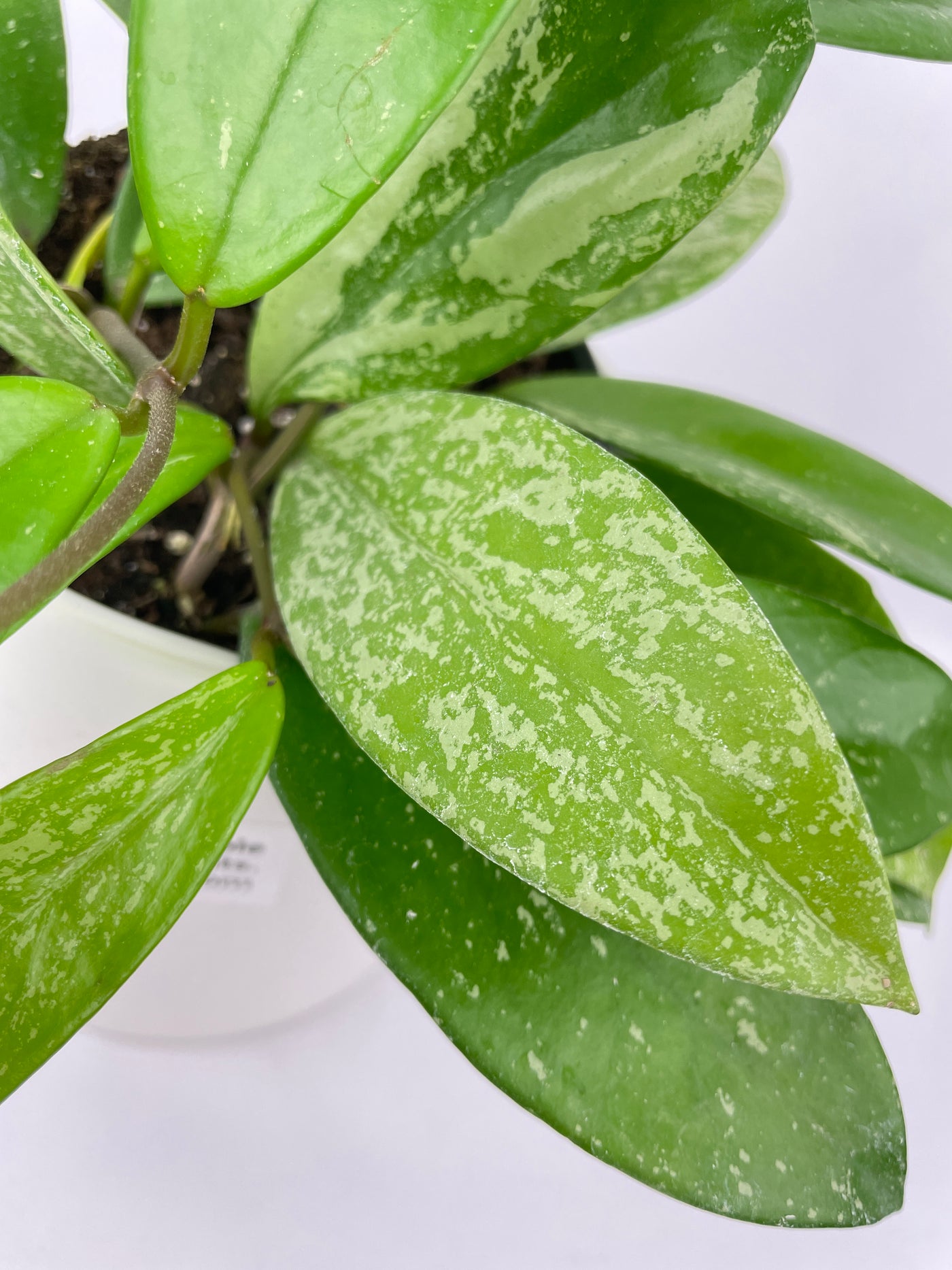 Hoya Pubicalyx Splash - Bumble Plants