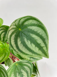 Watermelon Peperomia Argyreia - Bumble Plants