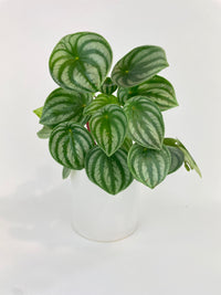 Watermelon Peperomia Argyreia - Bumble Plants