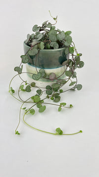 Silver Glory String of Hearts - Bumble Plants