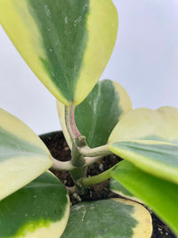 Variegated Sweetheart Hoya Kerrii Albo - Bumble Plants