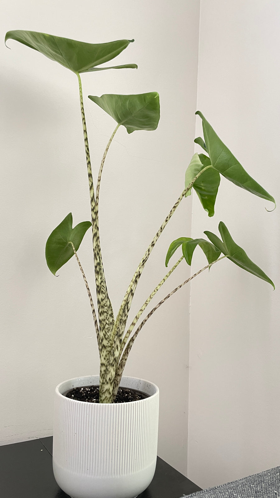 Alocasia Zebrina - Bumble Plants