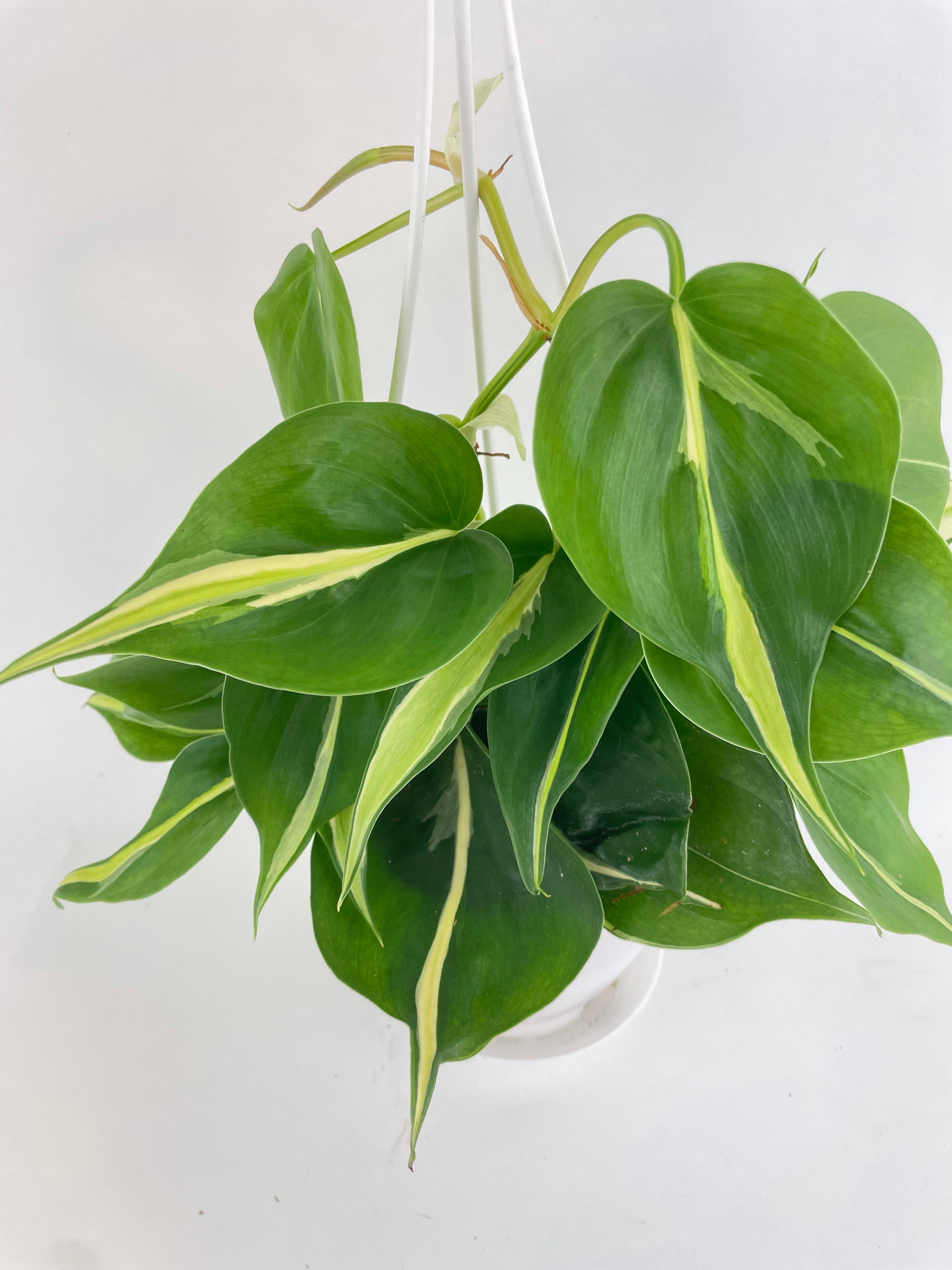 Philodendron Hederaceum Silver Stripe - Bumble Plants