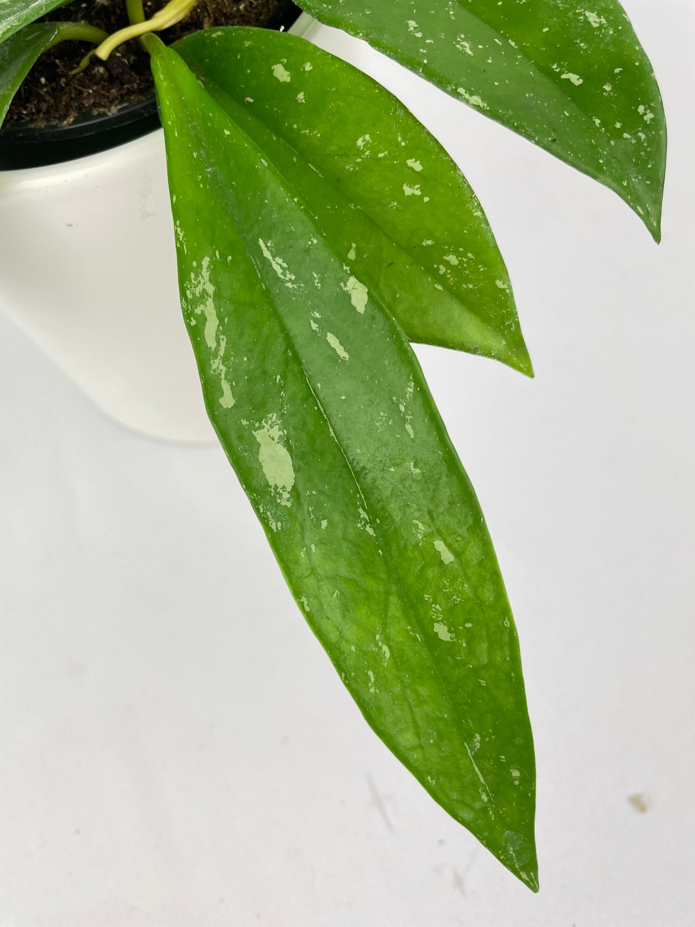 Hoya Pubicalyx Splash - Bumble Plants