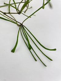 Hoya Retusa - Bumble Plants