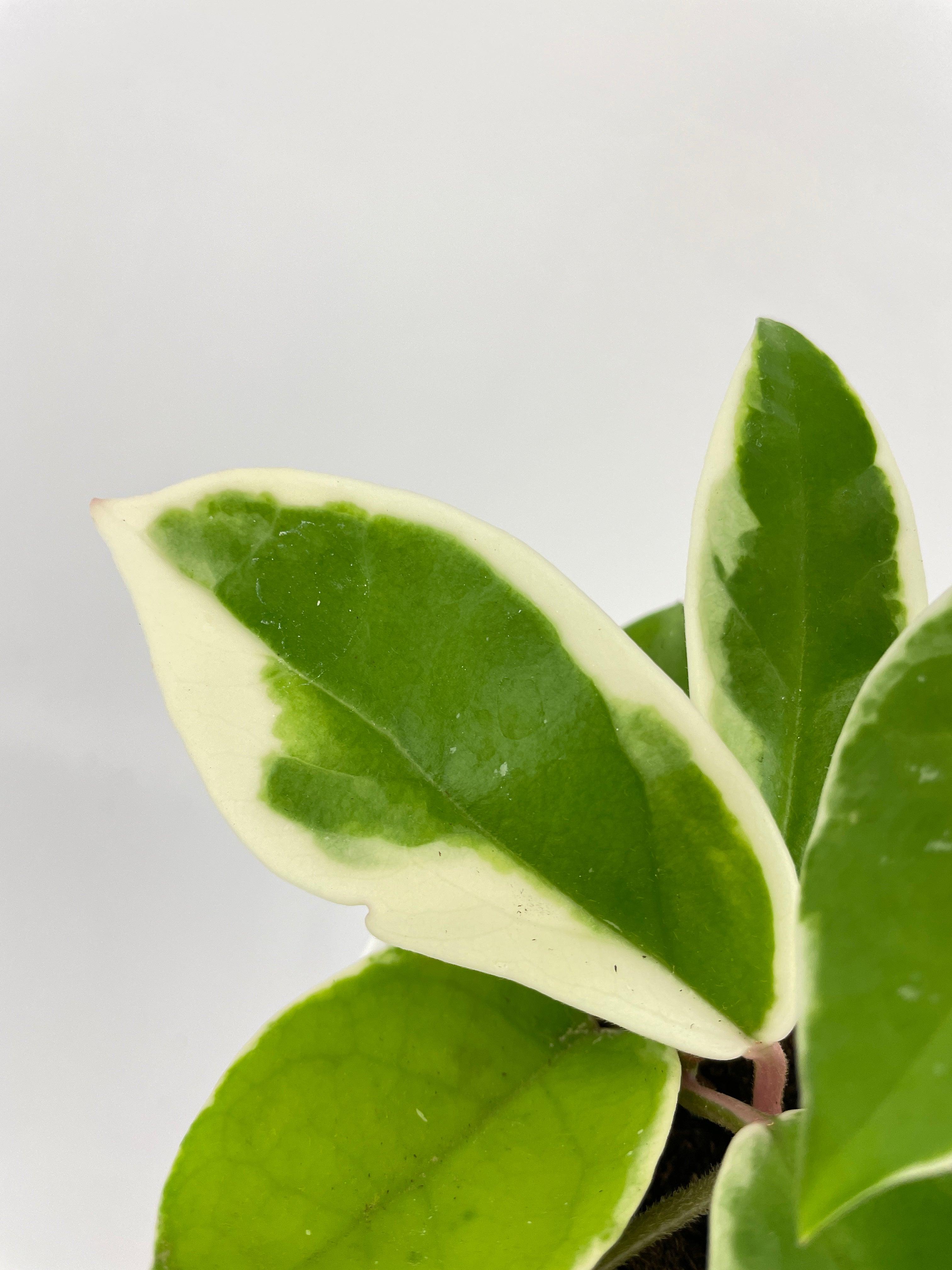 Variegated Hoya Carnosa Krimson Queen - Bumble Plants