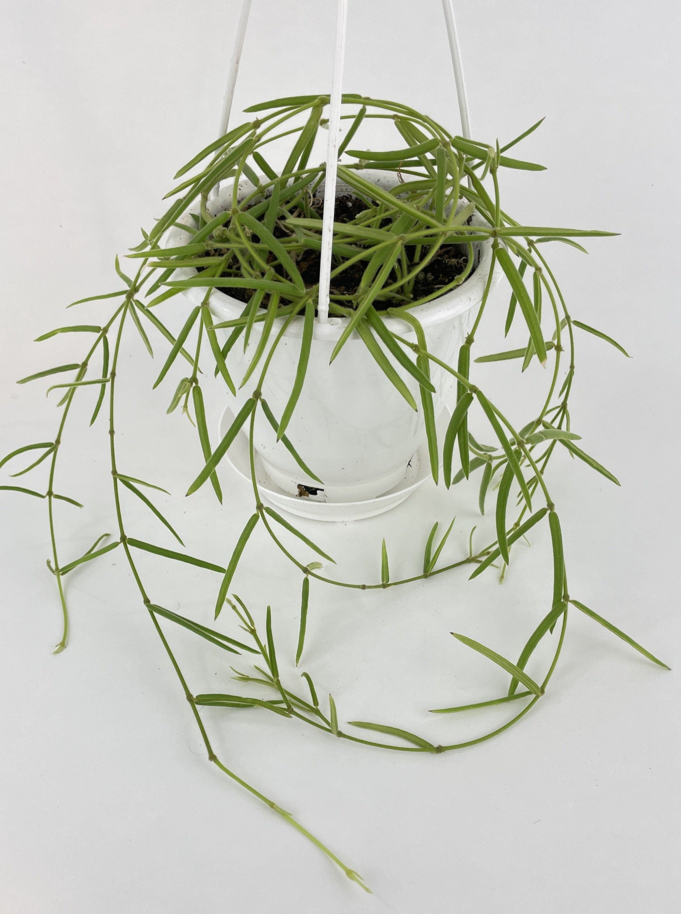 Hoya Linearis - Bumble Plants