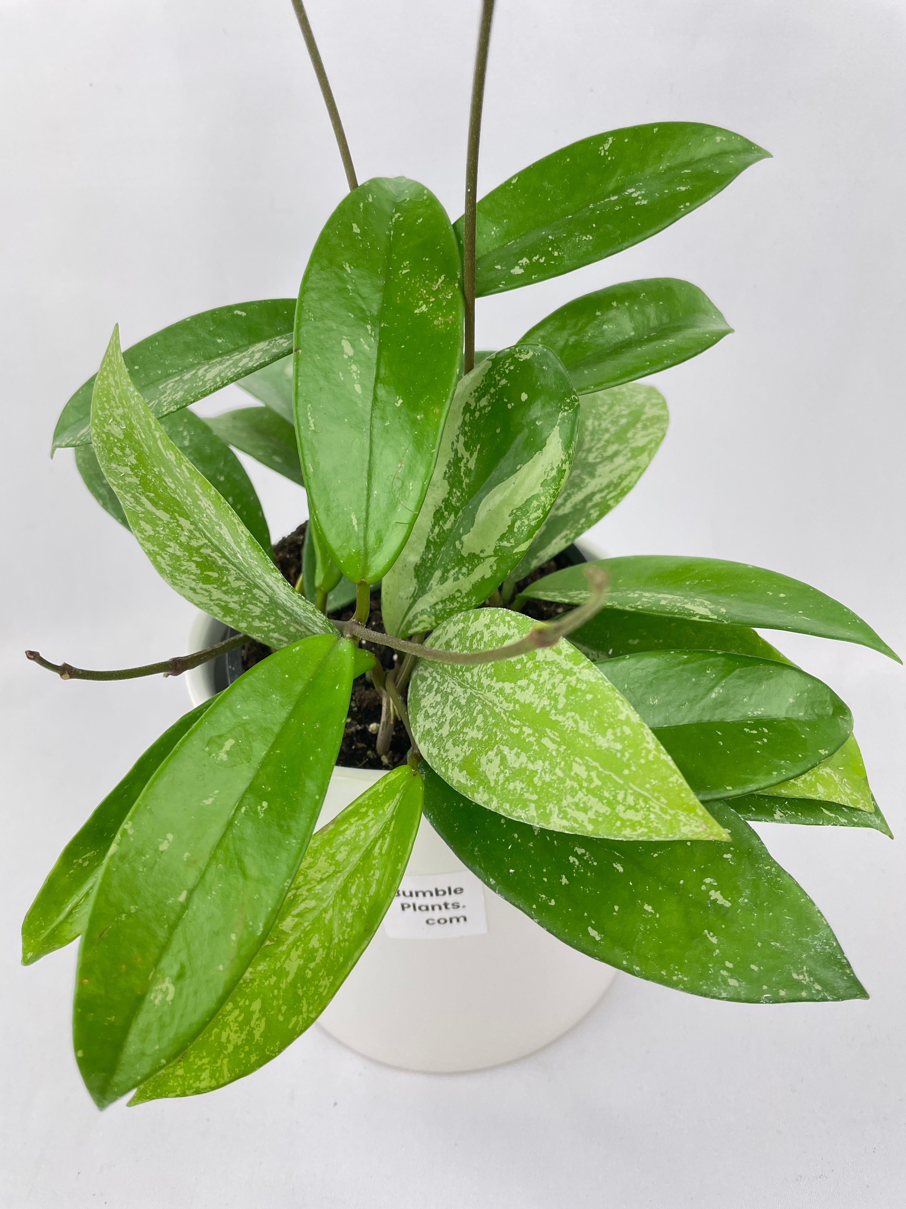 Hoya Pubicalyx Splash - Bumble Plants