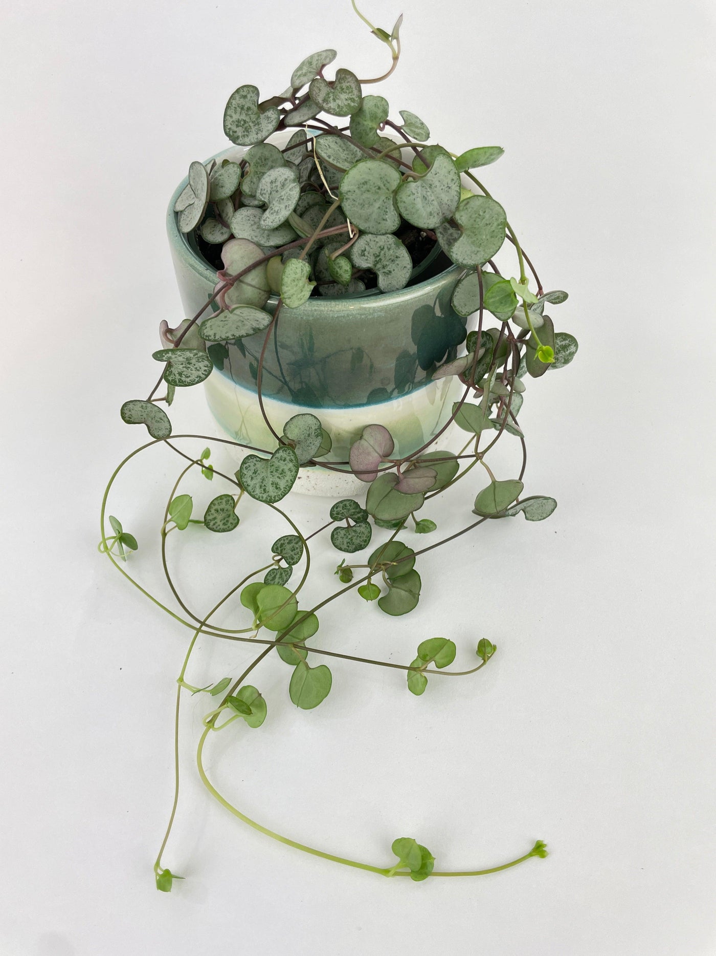 Silver Glory String of Hearts - Bumble Plants