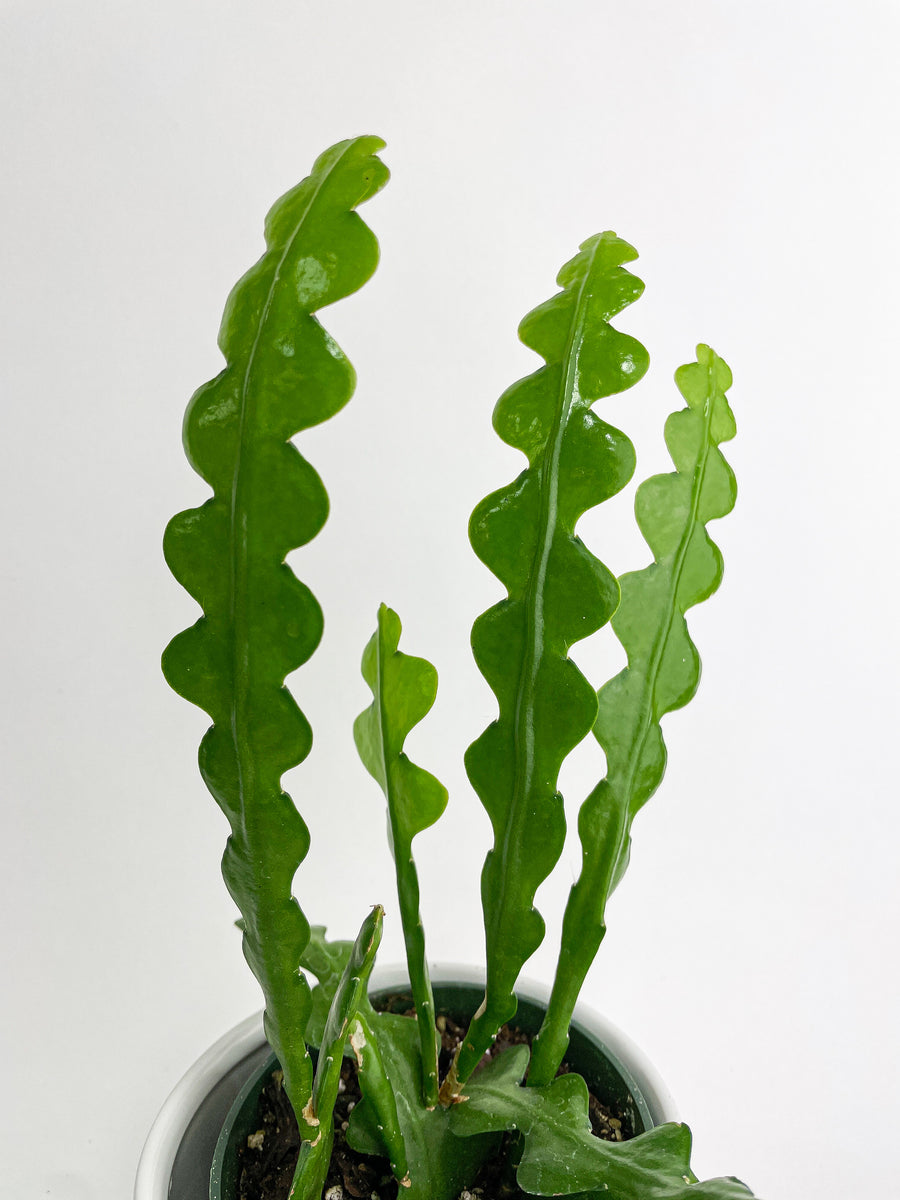 Ric Rac Fishbone Cactus - Bumble Plants