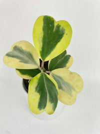 Variegated Sweetheart Hoya Kerrii Albo - Bumble Plants