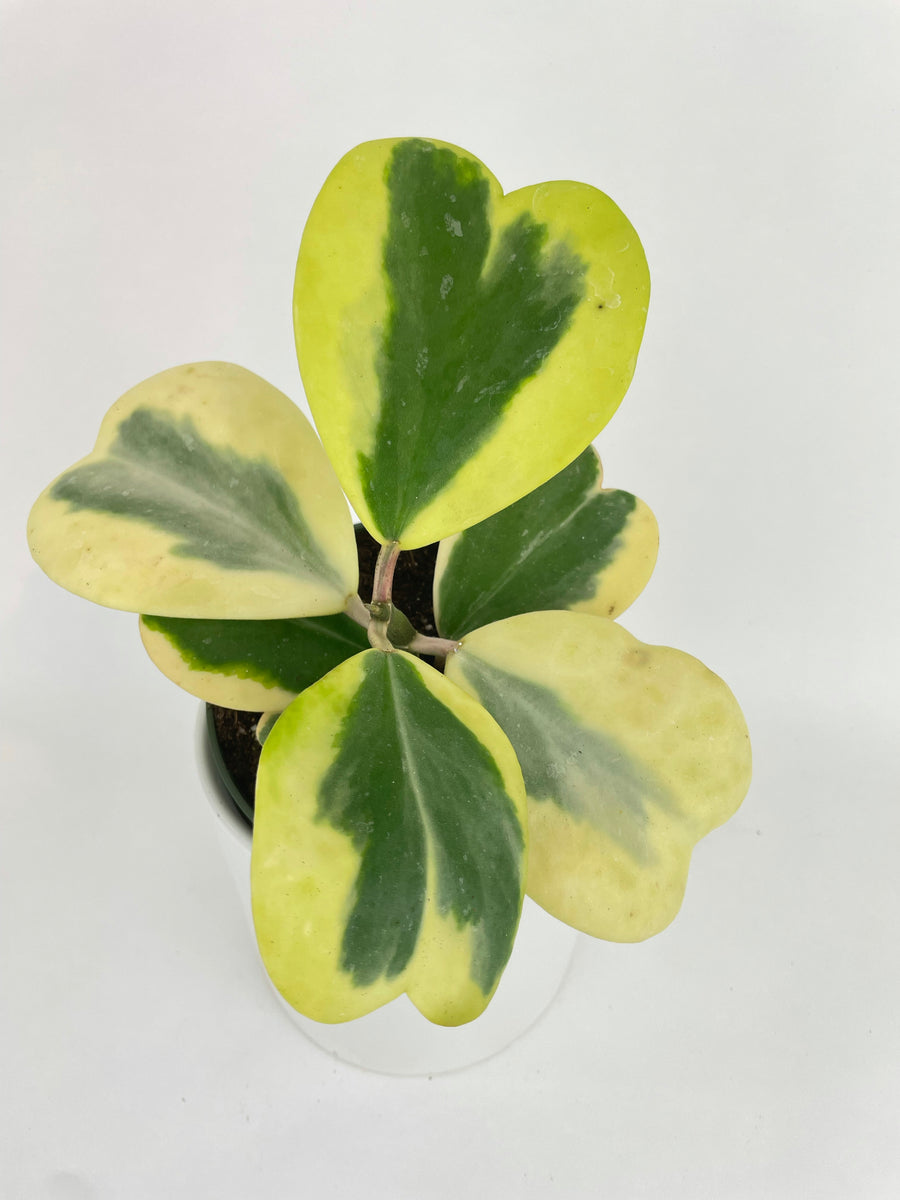 Variegated Sweetheart Hoya Kerrii Albo – Bumble Plants