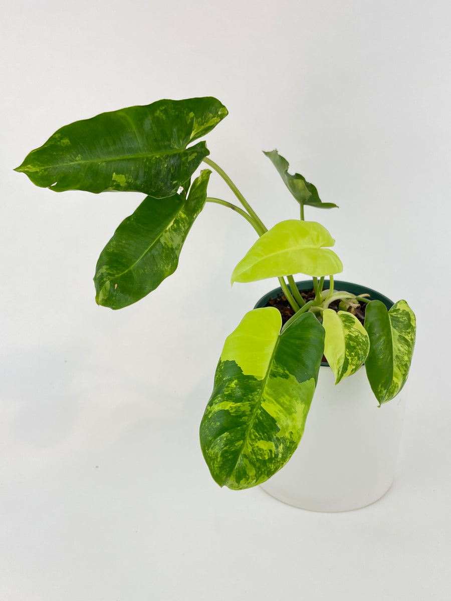 Variegated Philodendron Burle Marx - Bumble Plants