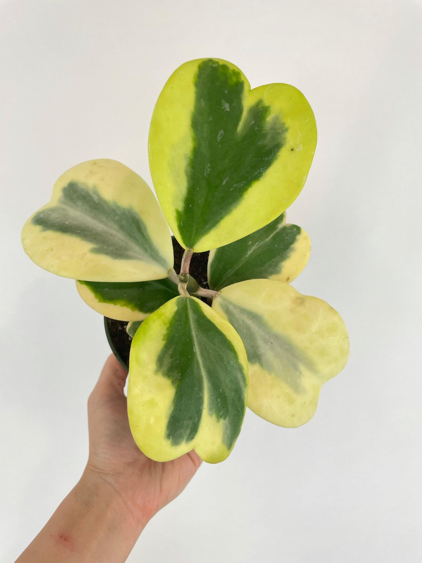 Variegated Sweetheart Hoya Kerrii Albo - Bumble Plants