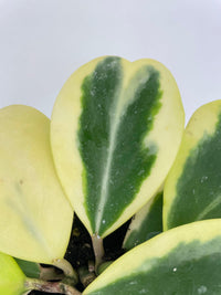 Variegated Sweetheart Hoya Kerrii Albo - Bumble Plants