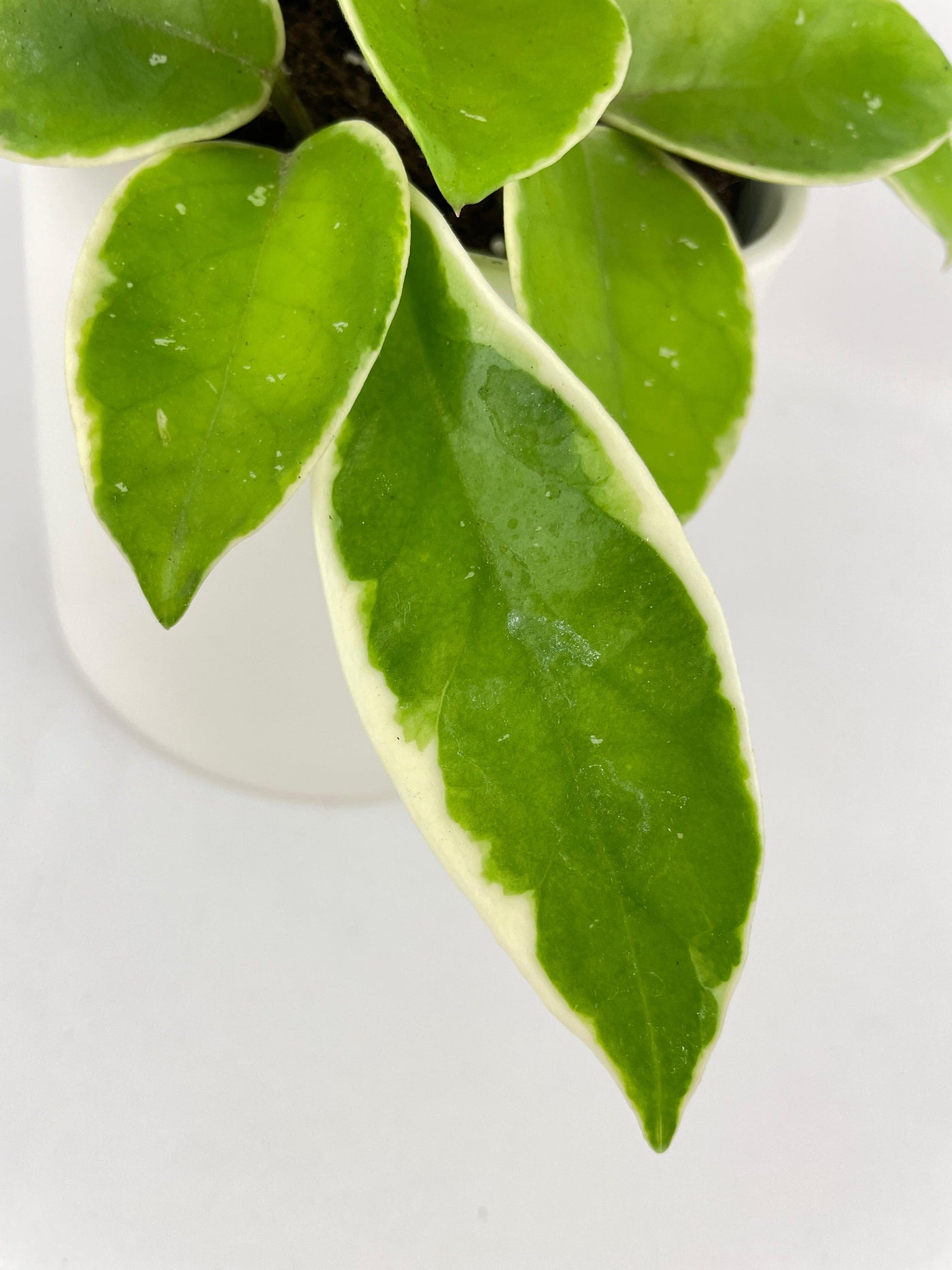 Variegated Hoya Carnosa Krimson Queen - Bumble Plants