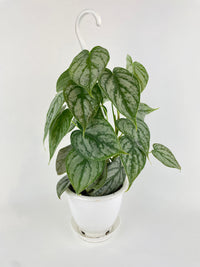 Philodendron Brandtianum Silver Leaf - Bumble Plants