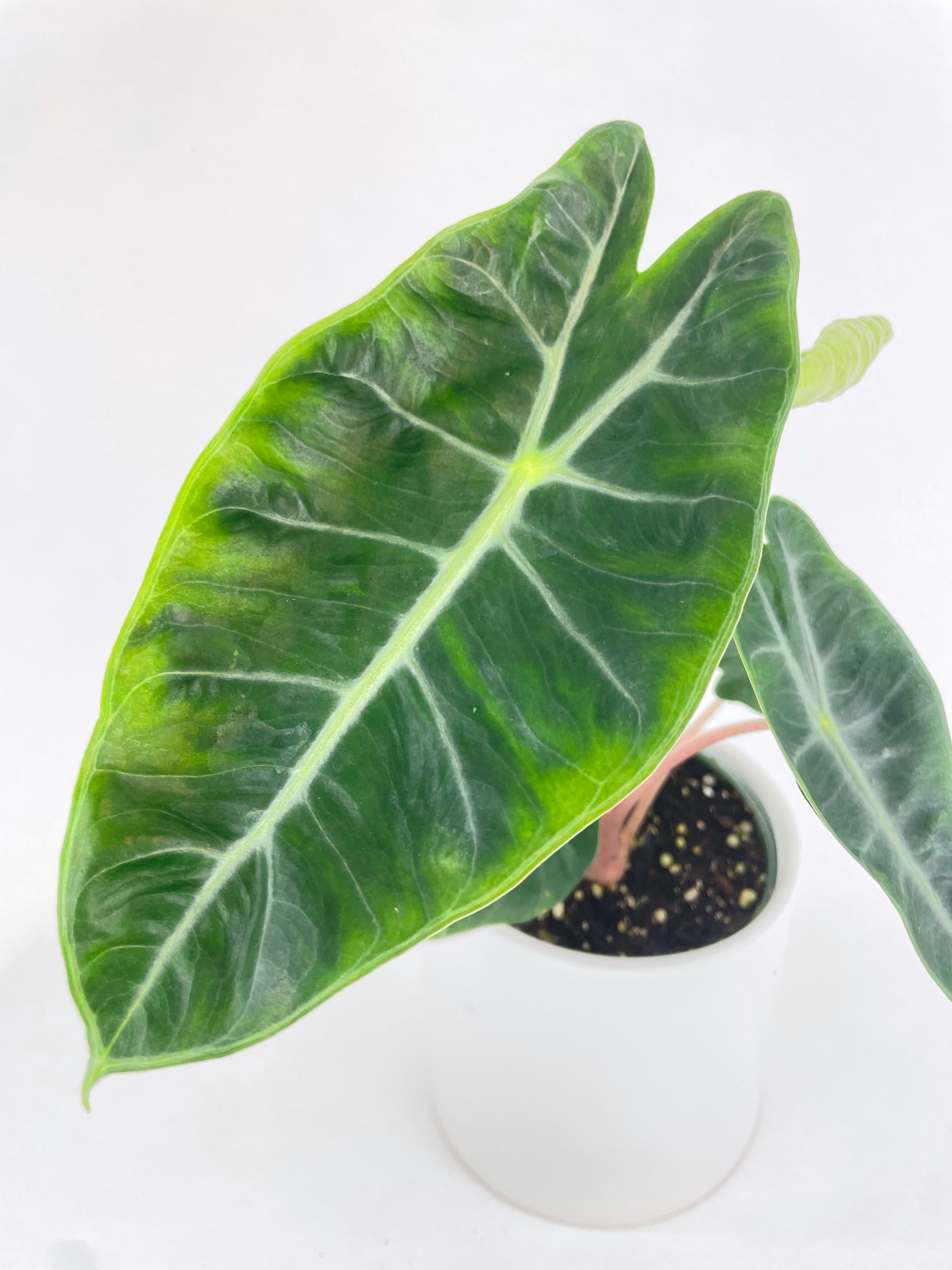 Alocasia Pink Dragon - Bumble Plants