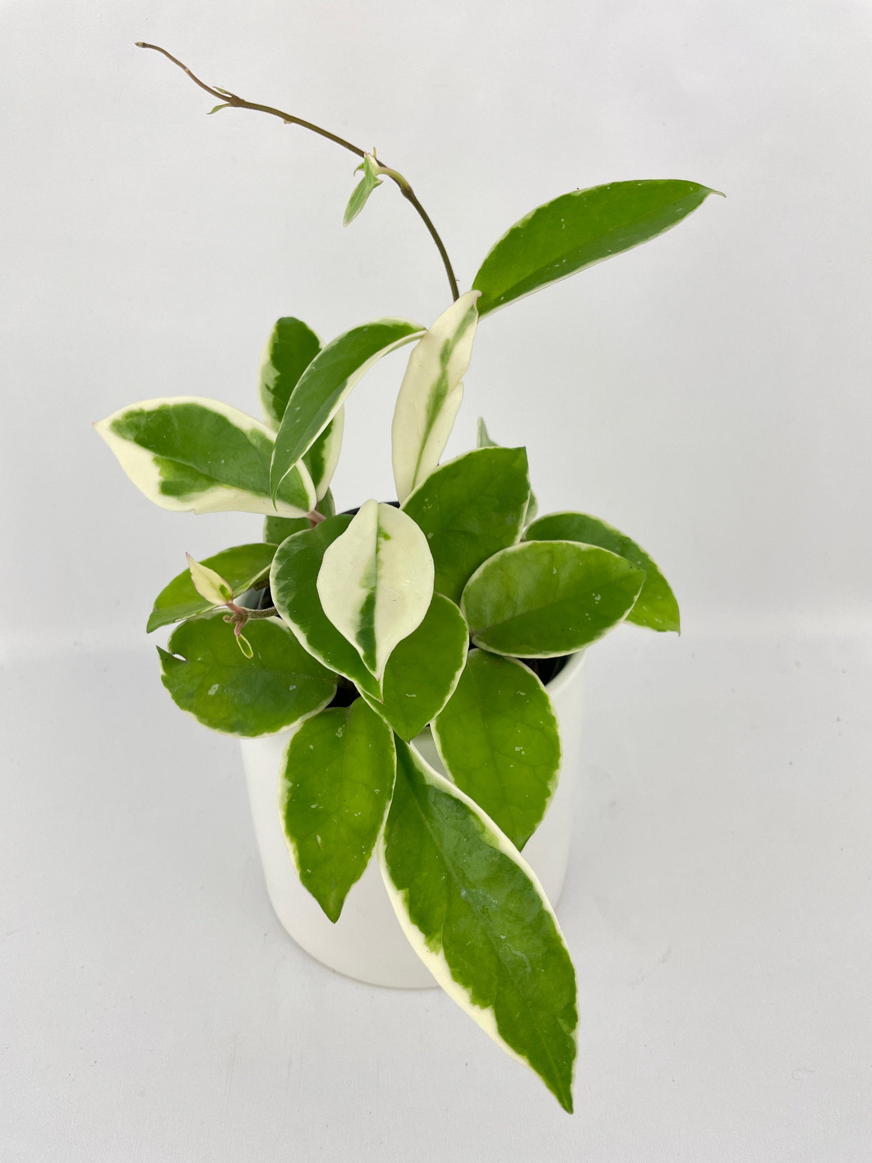 Variegated Hoya Carnosa Krimson Queen - Bumble Plants