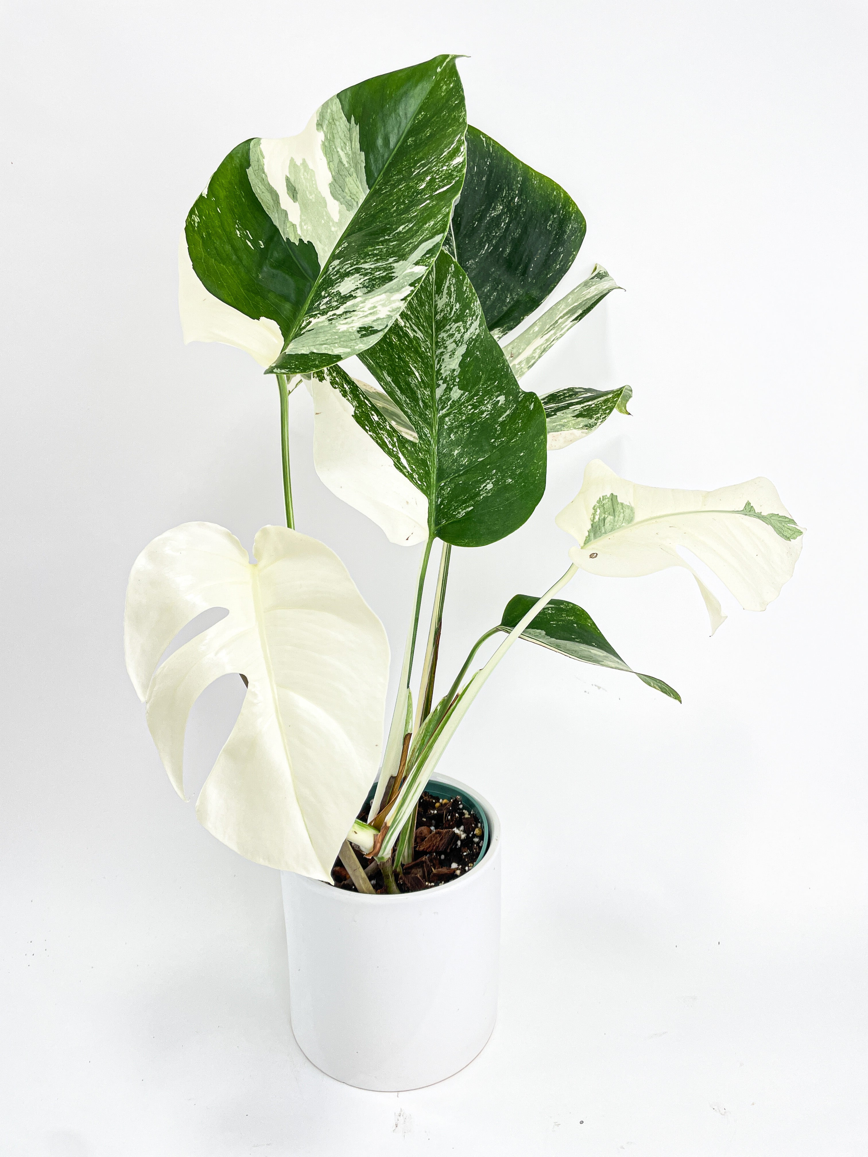 Monstera Borsigiana Variegata Albo (Mature Mother Plant) – Bumble