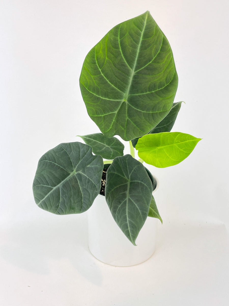 Alocasia Maharani Queen - Bumble Plants