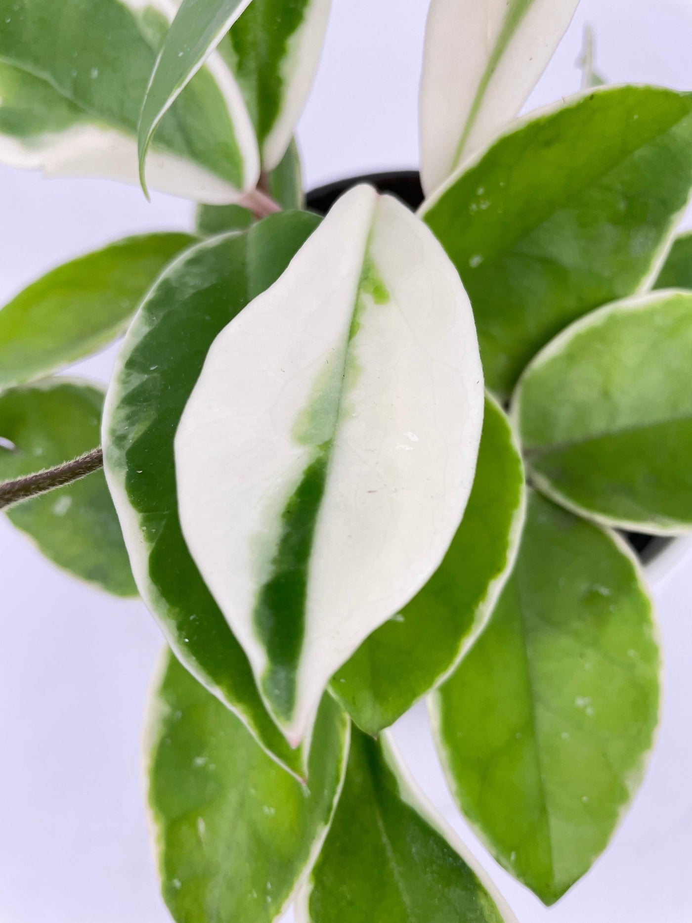 Variegated Hoya Carnosa Krimson Queen - Bumble Plants