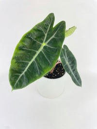 Alocasia Pink Dragon - Bumble Plants