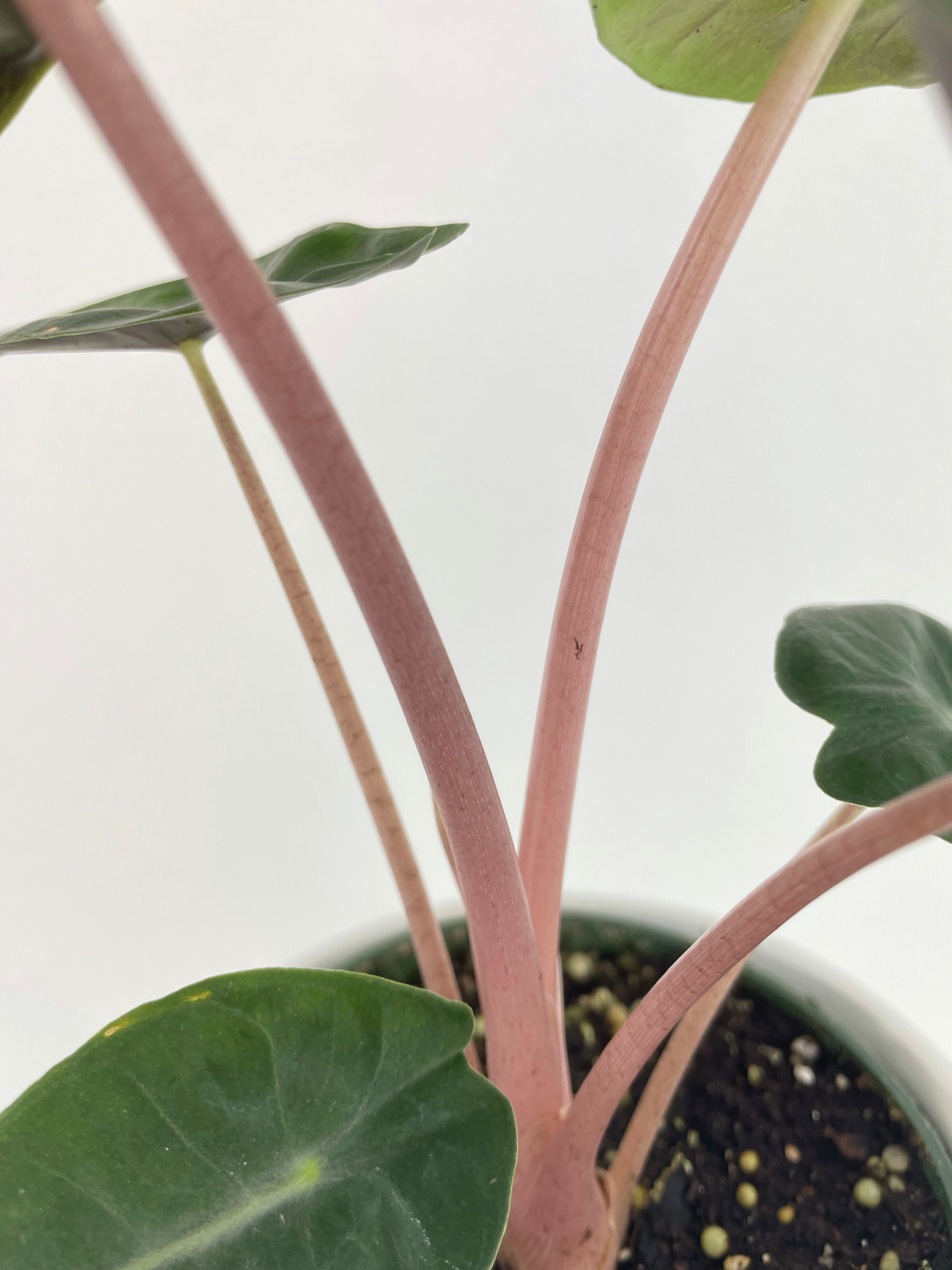 Alocasia Pink Dragon - Bumble Plants