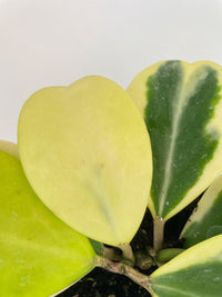 Variegated Sweetheart Hoya Kerrii Albo - Bumble Plants